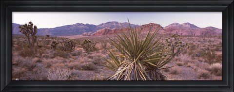 Framed Yucca plant in a desert, Red Rock Canyon, Las Vegas, Nevada, USA Print