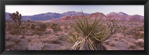 Framed Yucca plant in a desert, Red Rock Canyon, Las Vegas, Nevada, USA Print