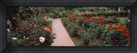 Framed International Rose Test Garden, Washington Park, Portland, Oregon Print