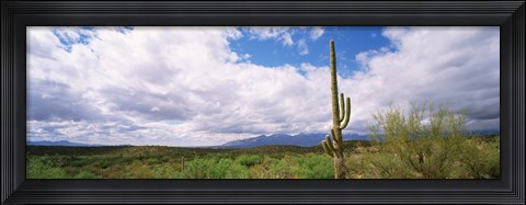 Framed Cactus in a desert, Saguaro National Monument, Tucson, Arizona, USA Print