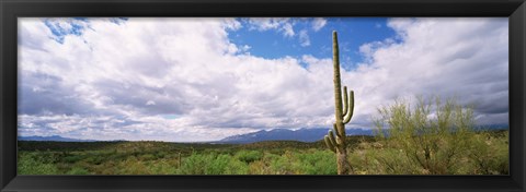 Framed Cactus in a desert, Saguaro National Monument, Tucson, Arizona, USA Print