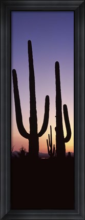 Framed Saguaro cacti, Saguaro National Park, Tucson, Arizona, USA Print
