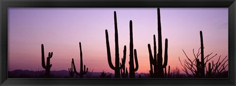 Framed Landscape of Saguaro National Park, Tucson, Arizona Print