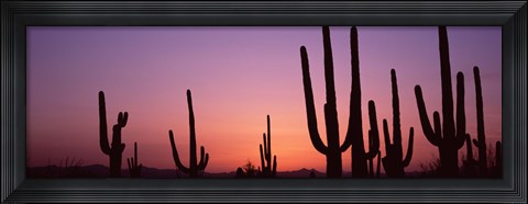 Framed Purple Sky Behind Cacti in the Saguaro National Park, Arizona Print