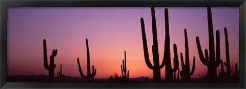 Framed Purple Sky Behind Cacti in the Saguaro National Park, Arizona Print