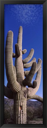 Framed Close up of Saguaro cactus, Saguaro National Park, Tucson, Arizona Print