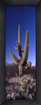 Framed Low angle view of a Saguaro cactus, Saguaro National Park, Tucson, Arizona Print