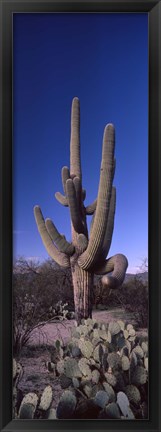 Framed Low angle view of a Saguaro cactus, Saguaro National Park, Tucson, Arizona Print