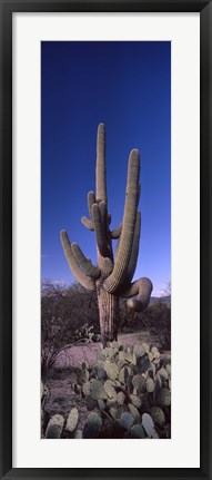 Framed Low angle view of a Saguaro cactus, Saguaro National Park, Tucson, Arizona Print