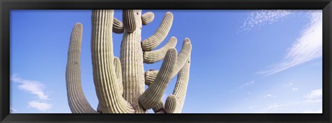 Framed Low angle view of a Saguaro cactus(Carnegiea gigantea), Saguaro National Park, Tucson, Pima County, Arizona, USA Print