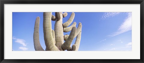 Framed Low angle view of a Saguaro cactus(Carnegiea gigantea), Saguaro National Park, Tucson, Pima County, Arizona, USA Print