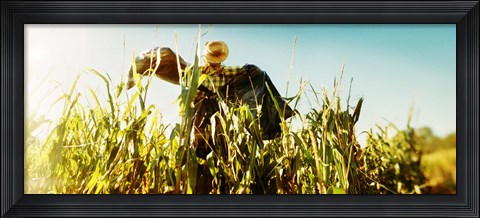 Framed Scarecrow in a corn field, Queens County Farm, Queens, New York City, New York State, USA Print