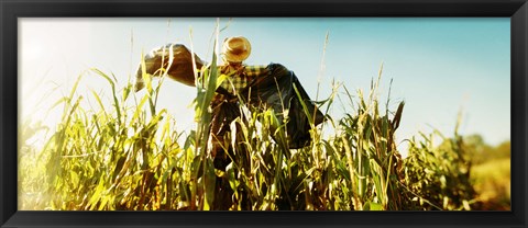 Framed Scarecrow in a corn field, Queens County Farm, Queens, New York City, New York State, USA Print