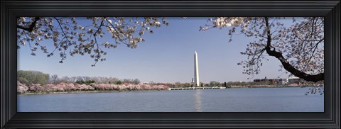 Framed Cherry blossom with monument in the background, Washington Monument, Tidal Basin, Washington DC, USA Print