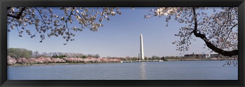 Framed Cherry blossom with monument in the background, Washington Monument, Tidal Basin, Washington DC, USA Print