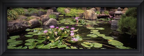 Framed Lotus blossoms, Japanese Garden, University of California, Los Angeles, California Print