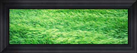 Framed Wheat Field Prince Edward Island Canada Print
