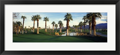 Framed Palm trees in a golf course, Desert Springs Golf Course, Palm Springs, Riverside County, California, USA Print