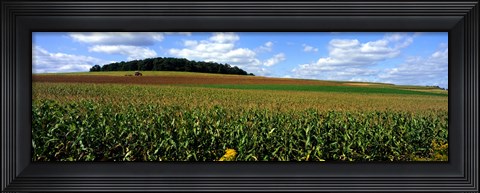 Framed Field Of Corn With Tractor In Distance, Carroll County, Maryland, USA Print