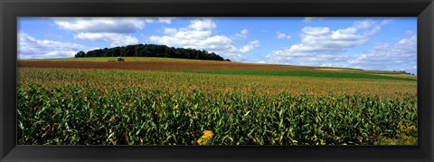 Framed Field Of Corn With Tractor In Distance, Carroll County, Maryland, USA Print