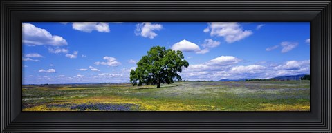 Framed Single Tree In Field Of Wildflowers, Table Mountain, Oroville, California, USA Print