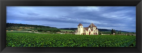 Framed Grand Cru Vineyard, Burgundy, France Print