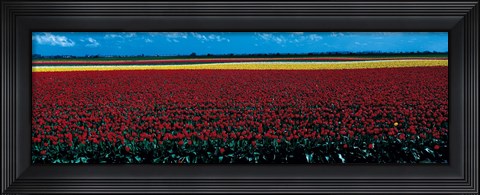 Framed Tulip field near Spalding Lincolnshire England Print