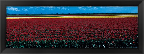 Framed Tulip field near Spalding Lincolnshire England Print