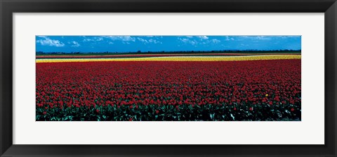 Framed Tulip field near Spalding Lincolnshire England Print