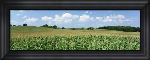 Framed Corn Crop In A Field, Wyoming County, New York State, USA Print
