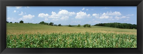 Framed Corn Crop In A Field, Wyoming County, New York State, USA Print