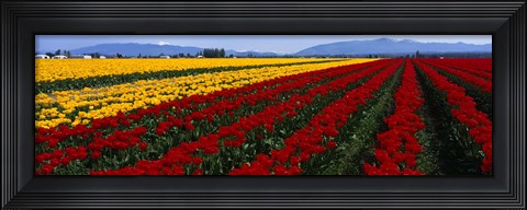 Framed Tulip Field, Mount Vernon, Washington State, USA Print