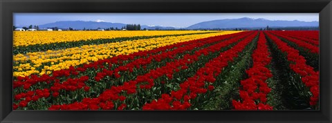 Framed Tulip Field, Mount Vernon, Washington State, USA Print