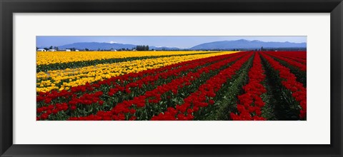 Framed Tulip Field, Mount Vernon, Washington State, USA Print