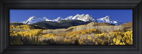 Framed USA, Colorado, Rocky Mountains, aspens, autumn Print