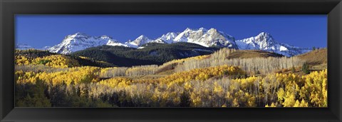 Framed USA, Colorado, Rocky Mountains, aspens, autumn Print