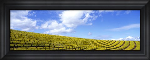 Framed Mustard Fields, Napa Valley, California, USA Print