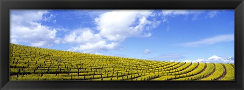 Framed Mustard Fields, Napa Valley, California, USA Print