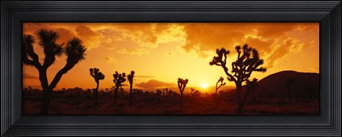 Framed Sunset, Joshua Tree Park, California Print