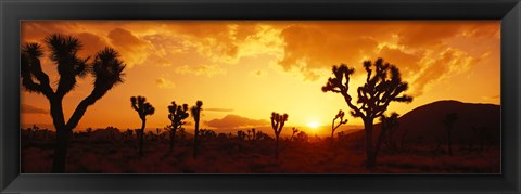 Framed Sunset, Joshua Tree Park, California Print