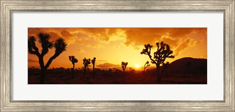 Framed Sunset, Joshua Tree Park, California Print