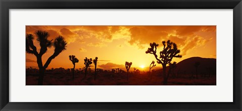 Framed Sunset, Joshua Tree Park, California Print