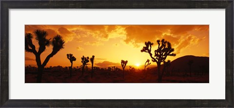 Framed Sunset, Joshua Tree Park, California Print
