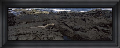 Framed Marine iguana (Amblyrhynchus cristatus) on volcanic rock, Isabela Island, Galapagos Islands, Ecuador Print