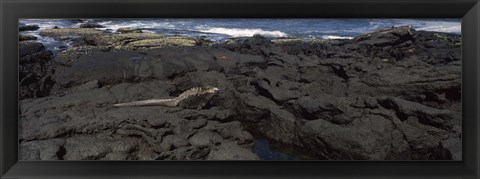 Framed Marine iguana (Amblyrhynchus cristatus) on volcanic rock, Isabela Island, Galapagos Islands, Ecuador Print