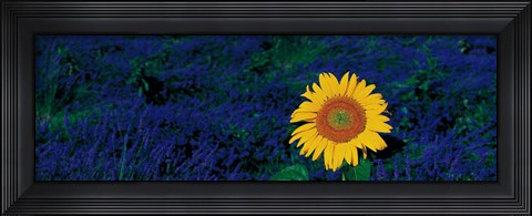 Framed France, Provence, Suze-La-Rouse, sunflower in lavender field Print
