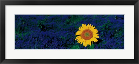 Framed France, Provence, Suze-La-Rouse, sunflower in lavender field Print