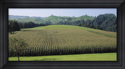 Framed Switzerland, Canton Zug, Panoramic view of Cornfields Print