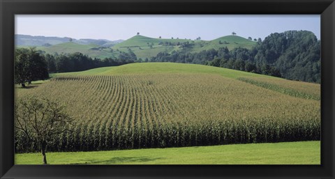 Framed Switzerland, Canton Zug, Panoramic view of Cornfields Print