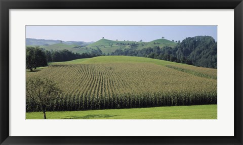 Framed Switzerland, Canton Zug, Panoramic view of Cornfields Print